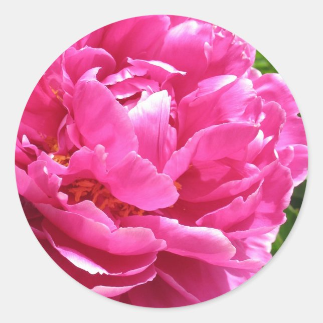 Praktisch perfektes Peony Runder Aufkleber (Vorderseite)