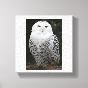 Prämie eingewickelte Leinwand (Glanz)