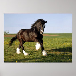 Prancing Clydesdale Poster