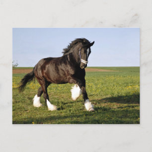 Prancing Clydesdale Postkarte