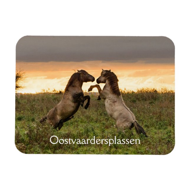 Pranzende Wildpferde in Oostvaardersplassen-Magnet Magnet (Horizontal)