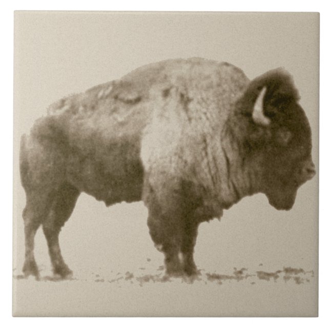 Prärie-Bisons Fliese (Vorderseite)