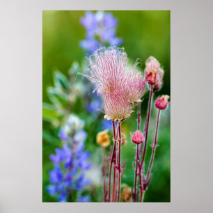 Prärie-Rauch Wildblumen im Espenhain 2 Poster