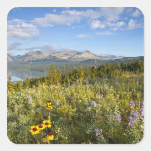Prärie-Wildblumen und Lower Two Medicine Lake Quadratischer Aufkleber