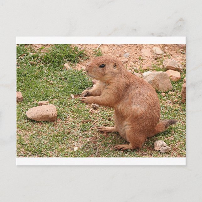 Präriehund in Zoo, Arizona, USA Postkarte (Vorderseite)