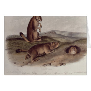 Präriehund 'von den Quadrupeds von North Amerika
