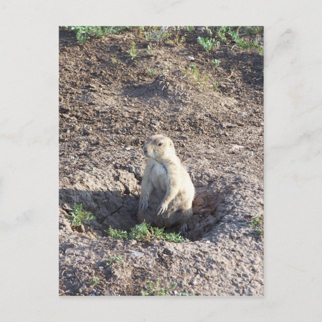 Präriehund, Wildtiere, niedliche Ritter, Wichita M Postkarte (Vorderseite)