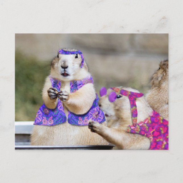 Präriehunde Hunde sind GROOVY! Postkarte (Vorderseite)