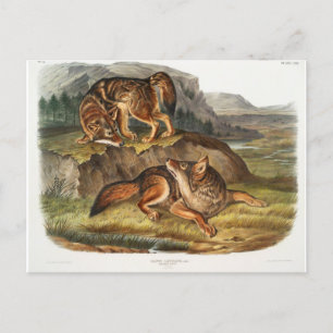 Präriewolf von John Woodhouse Audubon Postkarte