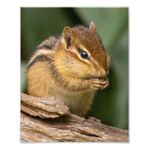 Prayerful Chipmunk Fotodruck