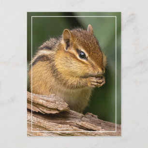 Prayerful Chipmunk Postkarte