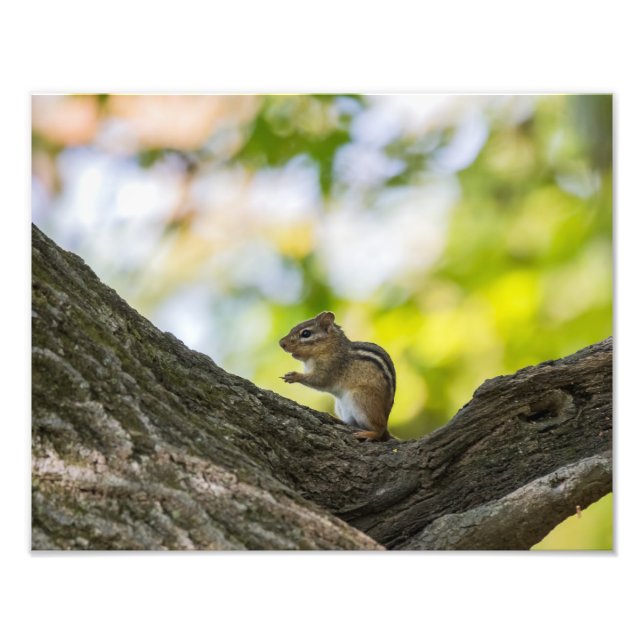 Praying Chipmunk Fotodruck (Vorne)