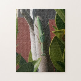 Praying Mantis