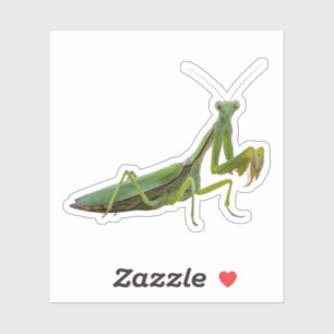 Praying Mantis Aufkleber