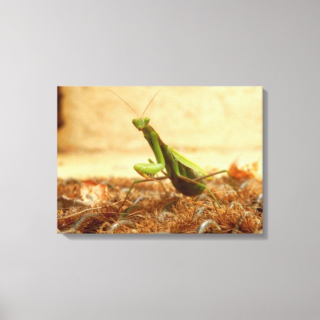 Praying Mantis Canvas Print Leinwanddruck (Vorderseite)