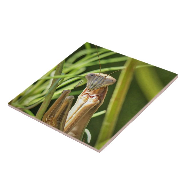 Praying Mantis Fliese (Seite)