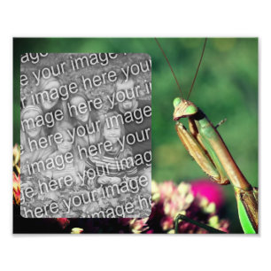 Praying Mantis Frame kreieren Sie Ihre eigenen 8x1 Fotodruck