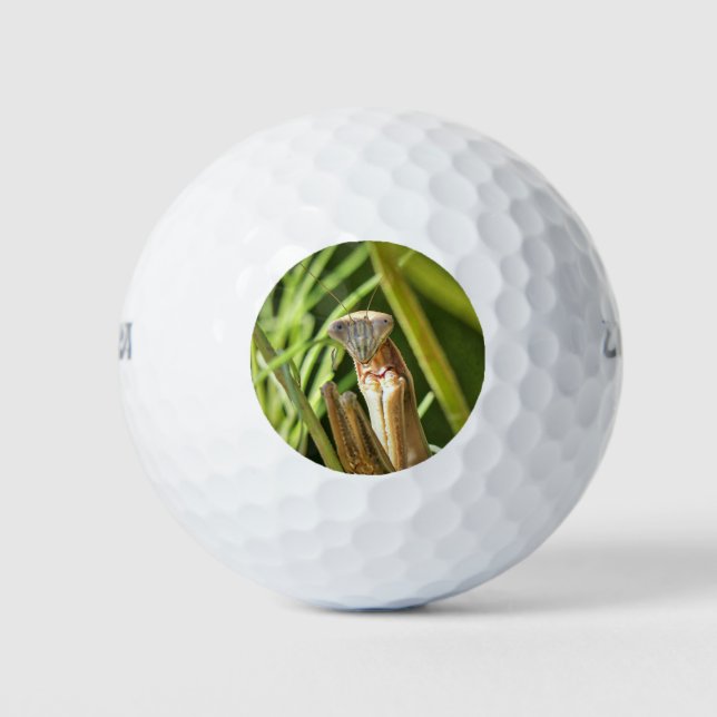 Praying Mantis Golfball (Vorderseite)