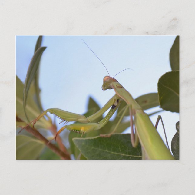 Praying Mantis Insect Postkarte (Vorderseite)