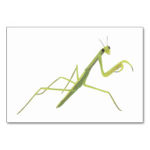 Praying Mantis Insekt Reading Flashcards für Erwac