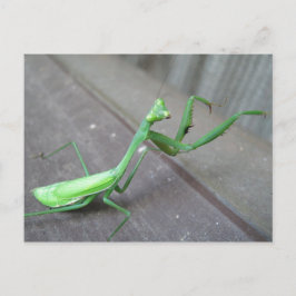 Praying Mantis Postkarte