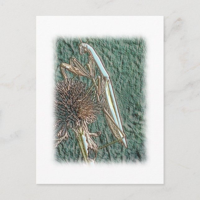 Praying Mantis Postkarte (Vorderseite)