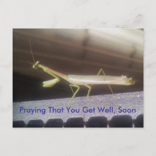 Praying Mantis Postkarte