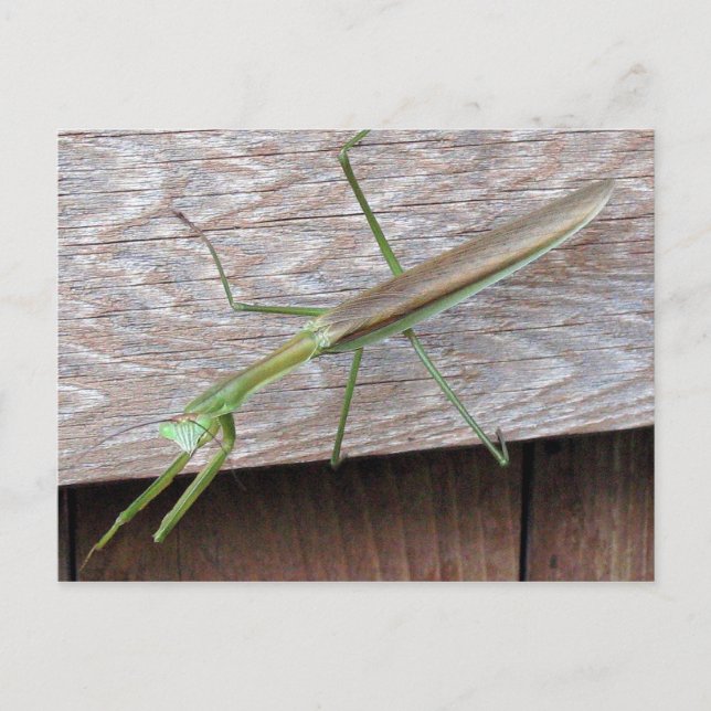 Praying Mantis Postkarte (Vorderseite)