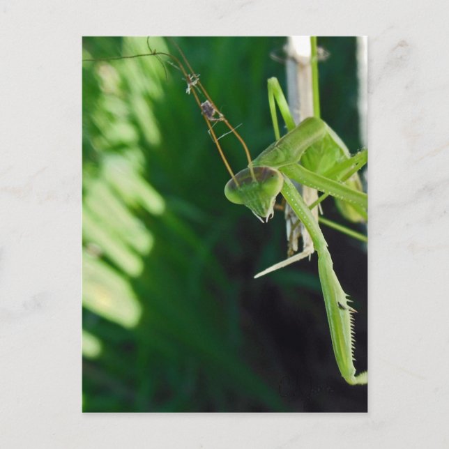 Praying Mantis Postkarte (Vorderseite)