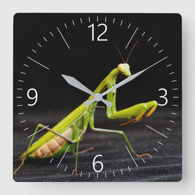 Praying mantis quadratische wanduhr (Vorderseite)