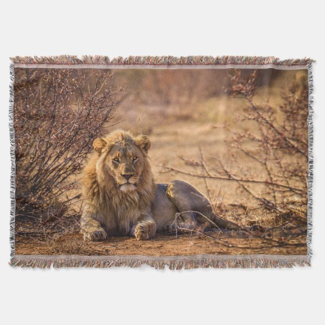 Predator Lion in Südafrika Decke (Vorderseite)