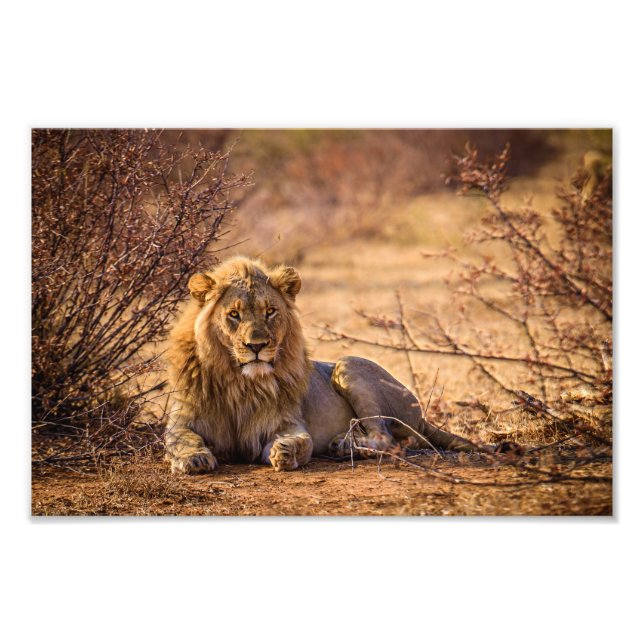 Predator Lion in Südafrika Fotodruck (Vorne)