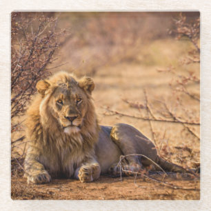 Predator Lion in Südafrika Glasuntersetzer
