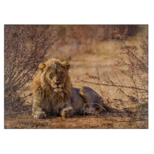 Predator Lion in Südafrika Schneidebrett