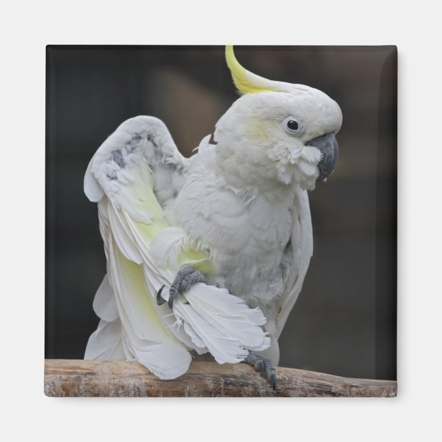 Preening Cockatoo Magnet (Vorne)