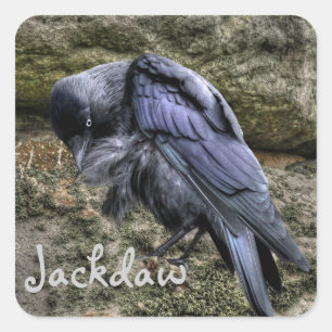 Preening Jackdaw bei Stonehenge, England Quadratischer Aufkleber