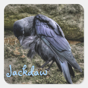Preening Jackdaw bei Stonehenge, England Quadratischer Aufkleber