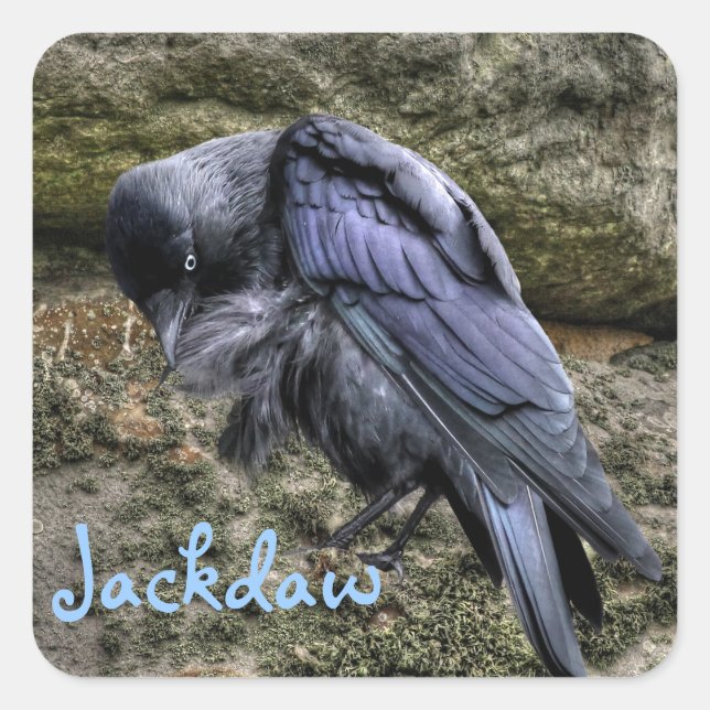 Preening Jackdaw bei Stonehenge, England Quadratischer Aufkleber (Vorderseite)