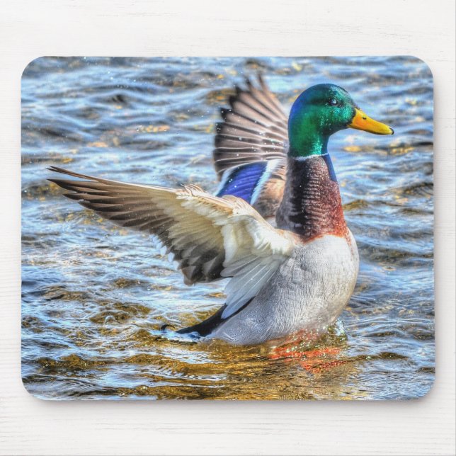 Preening Mallard Duck Birdlover Wildlife Mousepad (Vorne)
