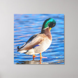 Preening Mallard Leinwanddruck