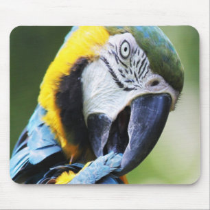 Preening Parrot Mousepad