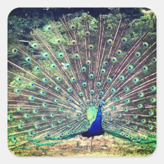 Preening Peacock Square Sticker