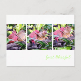 Preening Robins Postkarte