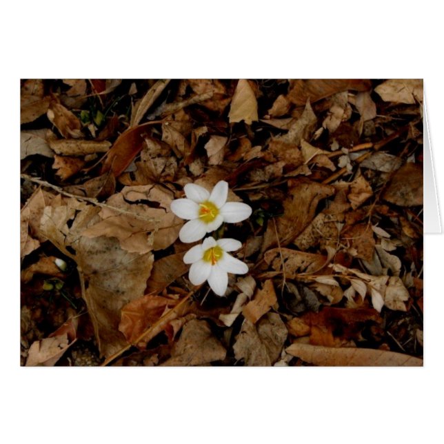 Premier signe de printemps (Devant horizontal)