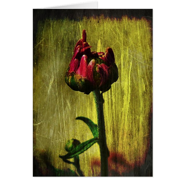 Première maman (Devant)