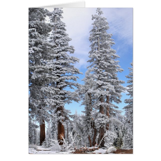 Première neige (Devant)