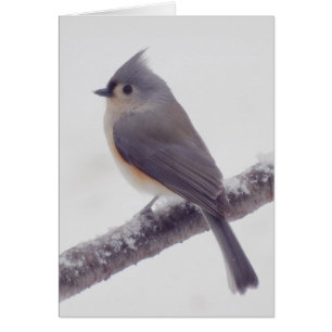 Première neige - oiseau de mésange tuftée
