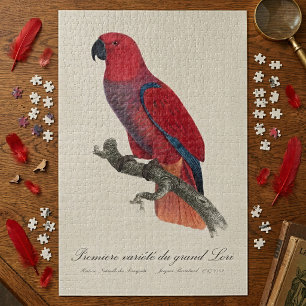 Premiere variete du grand Lori / Eclectus parrot