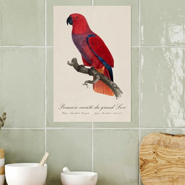 Premiere variete du grand Lori / Eclectus parrot Poster (Vosmaer Eclectus Parrot, Eclectus Roratus Vosmaeri. Poster)