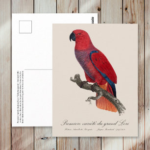 Premiere variete du grand Lori / Eclectus parrot Postkarte